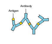 A large immune complex